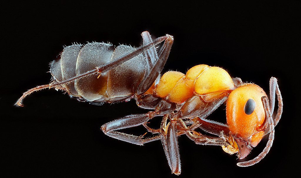 Ant Control service in Hattiesburg, MS