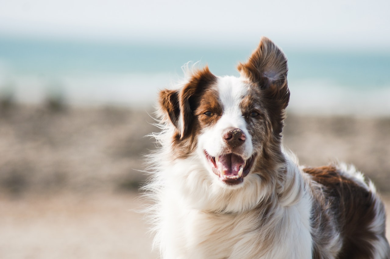 Flea & Tick Control service in Hattiesburg, MS
