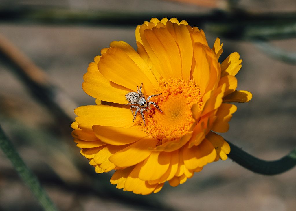 Spider Control service in Hattiesburg, MS